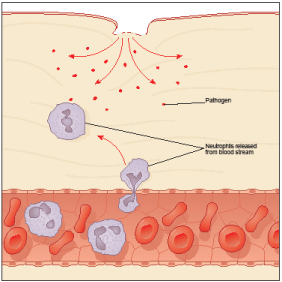 the-science-2 hypochlorous acid - Diagram 2